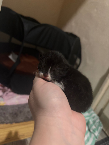 2 adorable kittens
