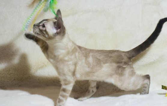 TICA Registered - Beautiful Snow Lynx Bengal Girls Available