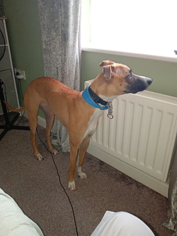 Whippet cross