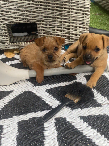 Jack Russell/Yorkshire terrier puppy&rsquo;s
