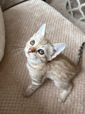 Beautiful girl Bengal still looking for her forever home ️