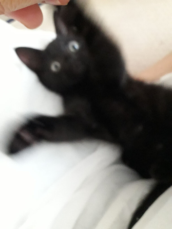Beautiful black female kitten