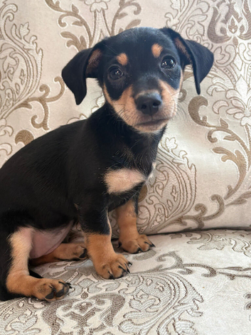 Female puppy for sale