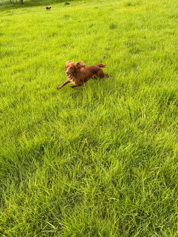 Lovely female spaniel