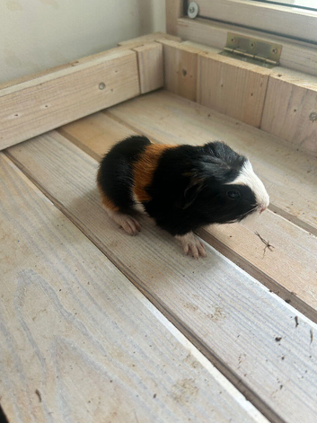 3 baby guinea pigs