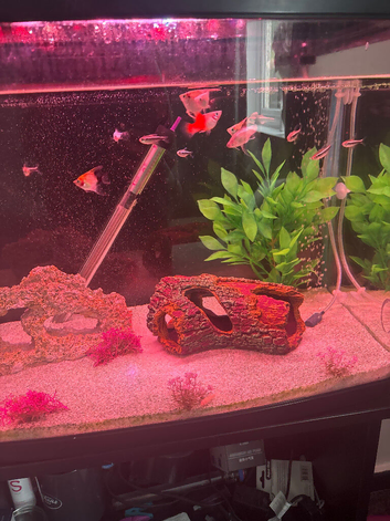Loads of different fish for free