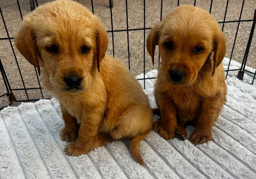 Labour puppys