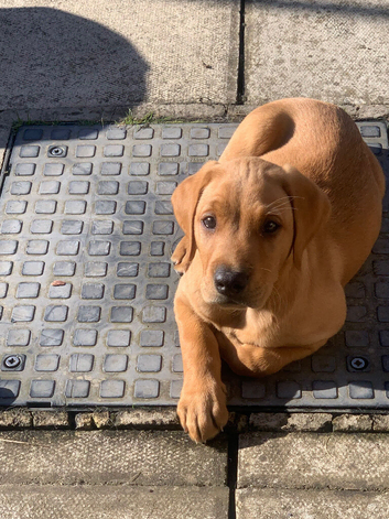 Fox red Labrador retriever puppy