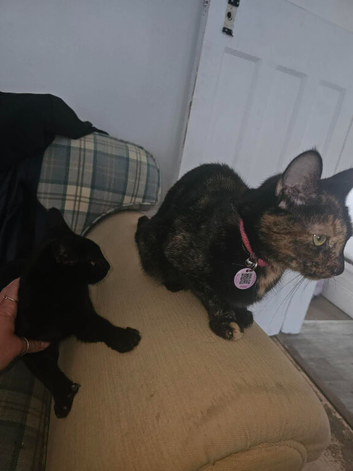 2 female cats &pound;50