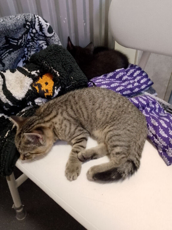 3 kittens looking for forever homes
