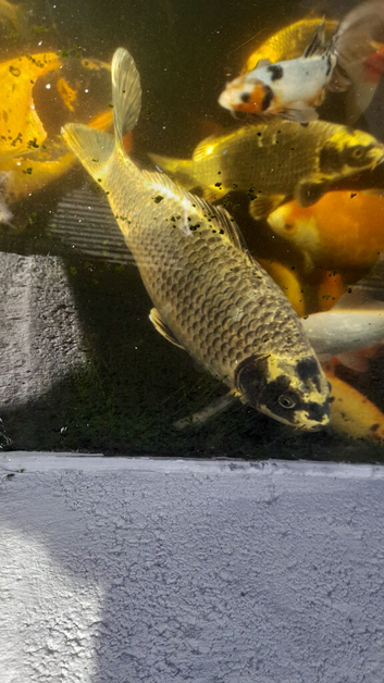 Ghost carp n goldfish