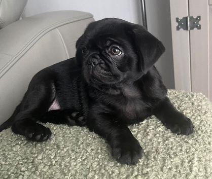 KC reg black pug puppies 2 girls left