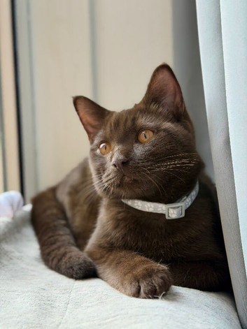 Brown male kitten ready to go