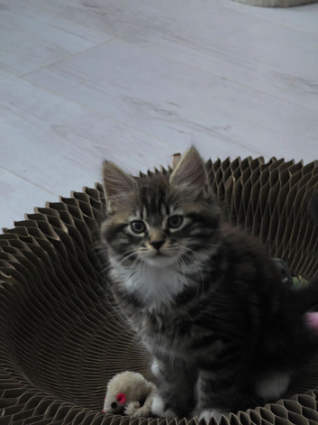 9 week old kitten
