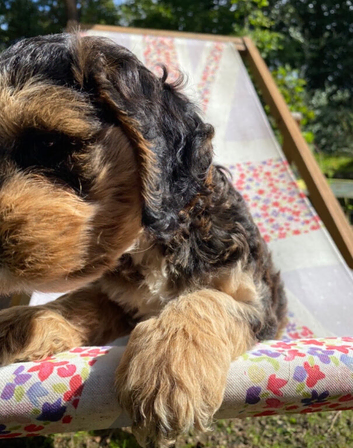READY NOW Health checked F1 showtype miniature cockapoo  ONE BOY AVAILABLE