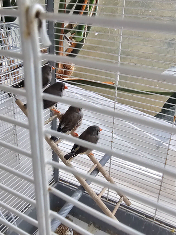 Zebra finches