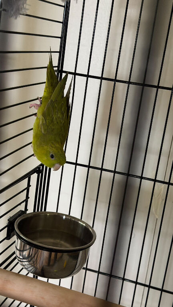 Baby parakeets