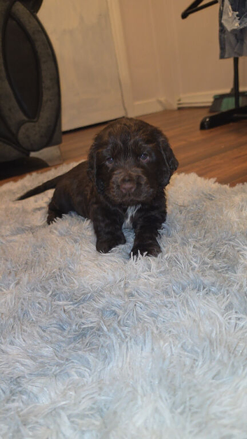 Beautiful little girl cocker