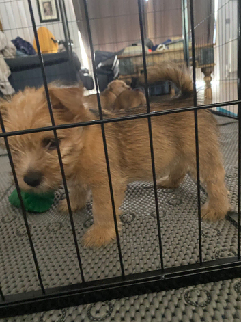 3 Pure-bred Male Puppies for sale
