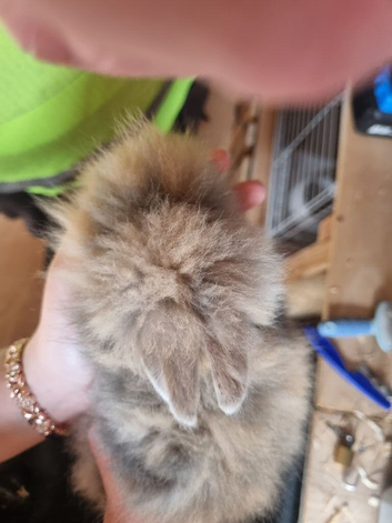 Harlequin lionhead babies