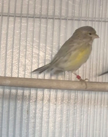 Hen agate canary for sale