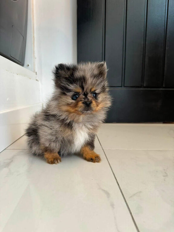 Lilac Merle Tiny Pomerianian&rsquo;s