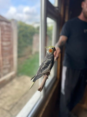 3 lovely cockatiel babys for sale