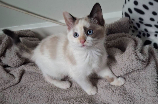 Beautiful female kitten
