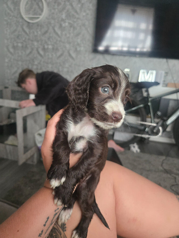 Beautiful F1b Cockapoo Puppies