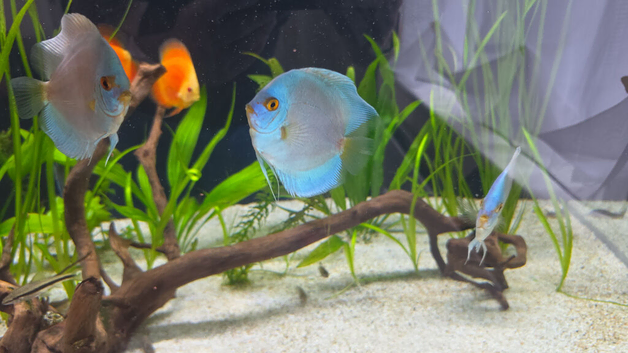 Discus