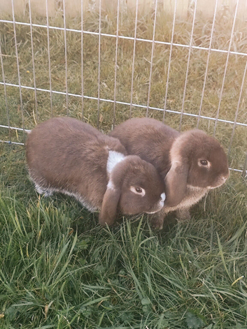 Last Pure Breed Mini Lops Chocolate Otters