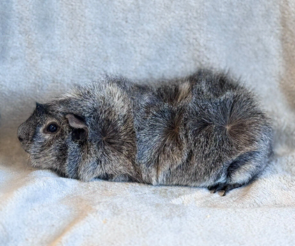 Silver Agouti Abyssinian Boar