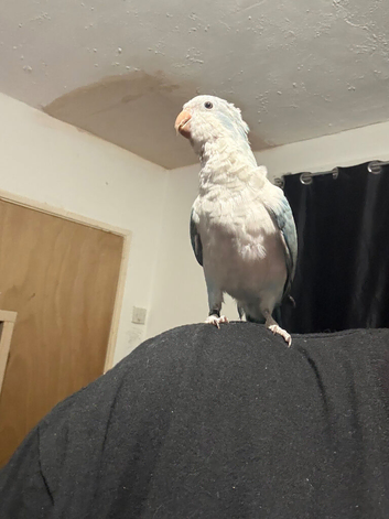 Zazu