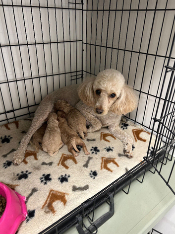 Beautiful Golden Cockapoo Puppies