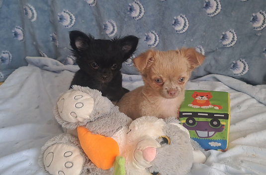 1 lilac & 1 black long coat chihuahua boys now available