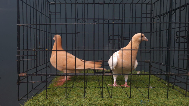 Muleman chicks