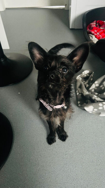 Chihuahua mix miniature poodle