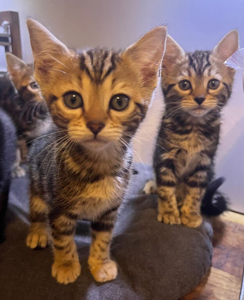 1 Male kitten remaining, half Bengal
