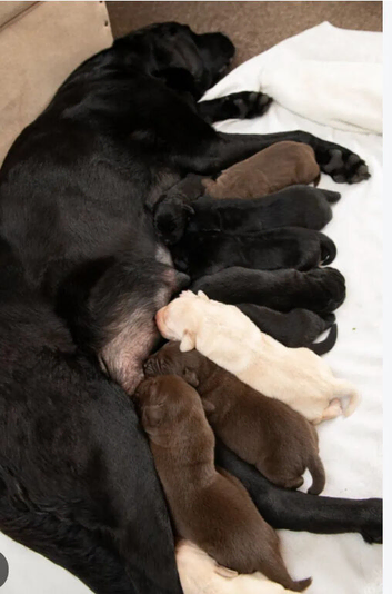 Chocolate Labrador puppy
