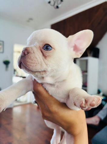 French Bull Dog Puppies