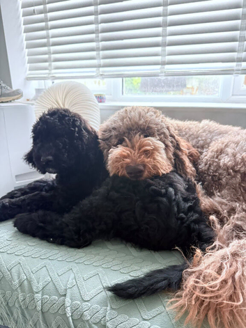 Labradoodle puppies ready now