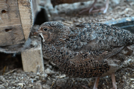 Japanes Coturnix Quails available