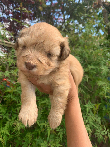 One Puppy Remaining Wheaton/ Caramel