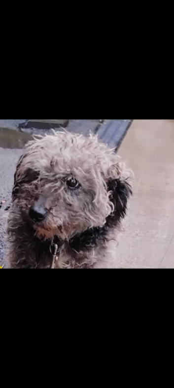 Bedlington cross jack