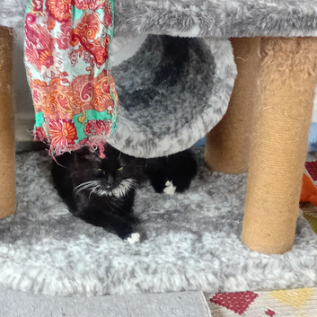 Kittens