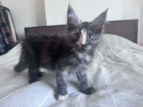 !!reduced!!!Gorgeous female maincoon smoke tortie