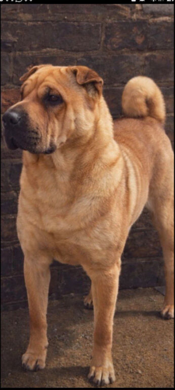 Shar pei Cross rottweiler is dad and mum is Staffordshire bull Cross English bull