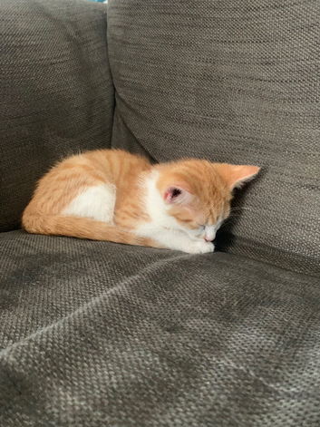 Male Kitten for sale