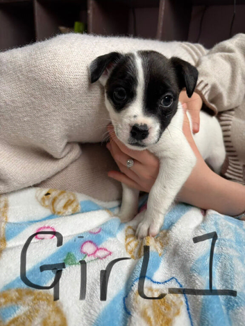 Jack russell x staff