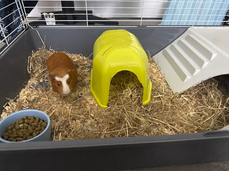 2 Friendly Guinea Pigs Looking for a Loving Home Pair of Adorable Guinea Pigs for Sale
